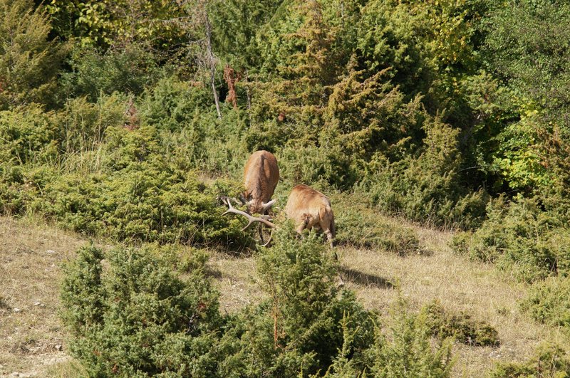 Un''arena molto contesa